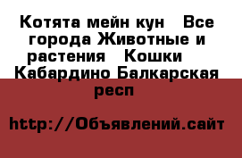 Котята мейн кун - Все города Животные и растения » Кошки   . Кабардино-Балкарская респ.